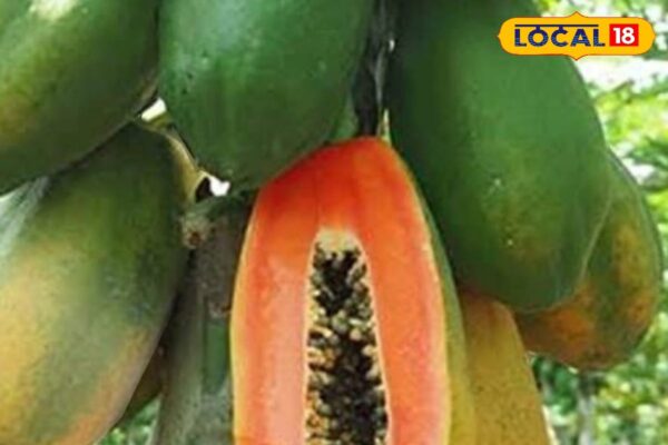 If you know these benefits of papaya seeds, you will stop throwing them in the garbage.