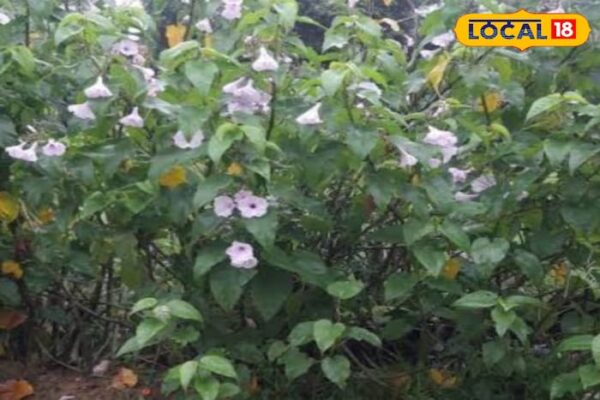 This ‘shameless’ plant has amazing properties, skin diseases to wounds, swelling and pain disappears in a pinch