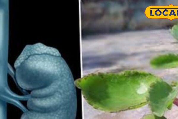 This green leaf is a medicine shop! Ramban treatment of stones and diabetes!
