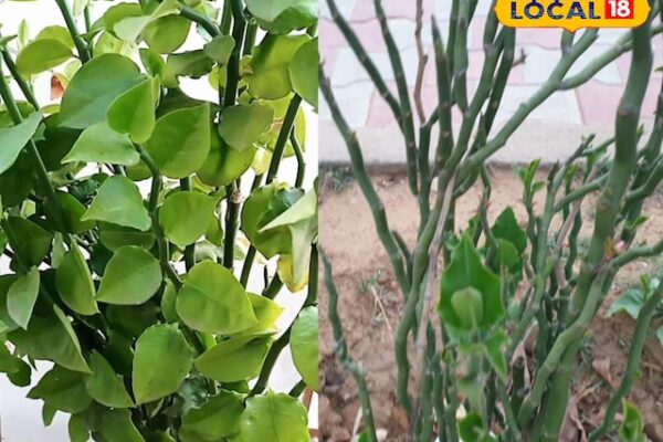 This plant many wonders cures pain of pile, snakes not come