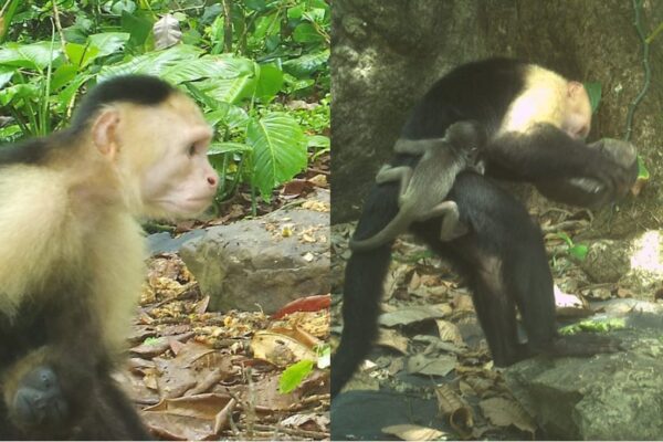 Monkeys also do kidnapping! When bored, 11 children of second species stole in 15 months- show it in the video …