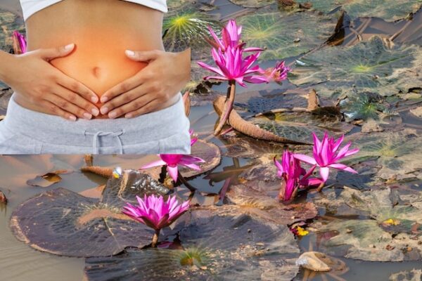 Benefits of Lotus for Gut: Medicinal properties of lotus: Importance and health benefits of lotus in Ayurveda.