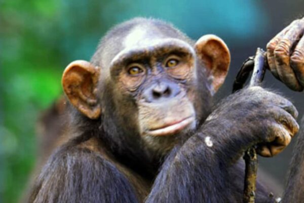 Chimpanzee bombs with leaves, use private parts after sex- study