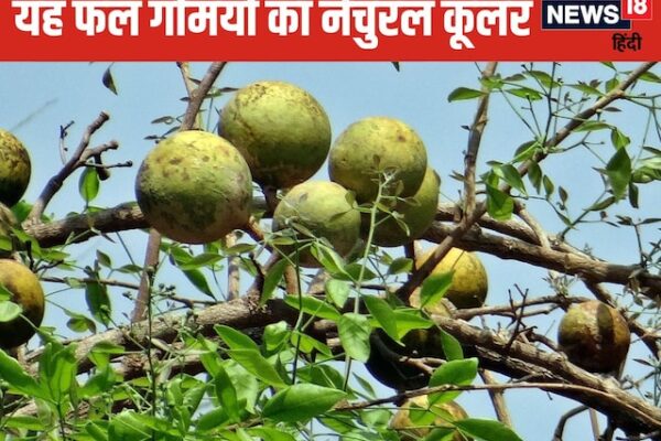 Bael Fruit Surprising Health Benefits | Amazing benefits of vine fruit and Ayurvedic use