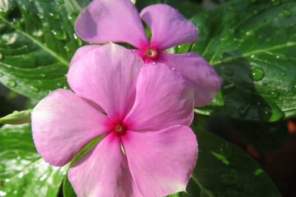 Benefits of Sadabahar Flowers: Evergreen flowers beneficial in diabetes, immunity and skin diseases.