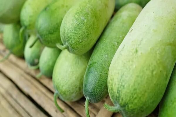 Kumhda Health Benefits. Health Benefits and Methods of Use
