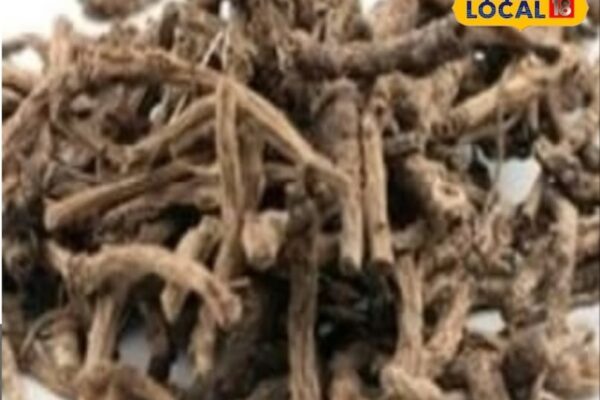 This herb of Uttarakhand is cure for every stomach disease, effective kutki on 100 diseases, know benefits