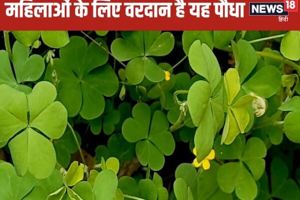 Changeri Plant Benefits for Women and Skin | Changeri’s Ayurvedic benefits for women