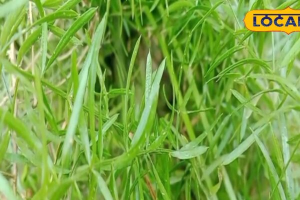 Not grass, these herbs queen … nectar for women, boon for men