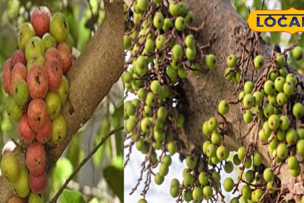 Health Benefits: From bloody piles to liver disease… Treatment of every merge is hidden in this tree! How to use