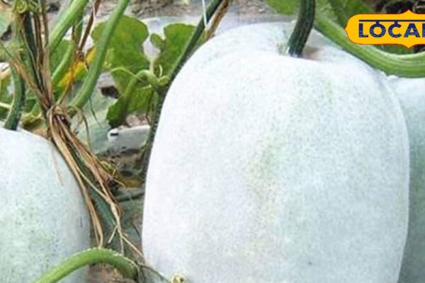 Health Tips: Surefire desi method of cleaning the body from inside, obesity, abdominal fat will also disappear