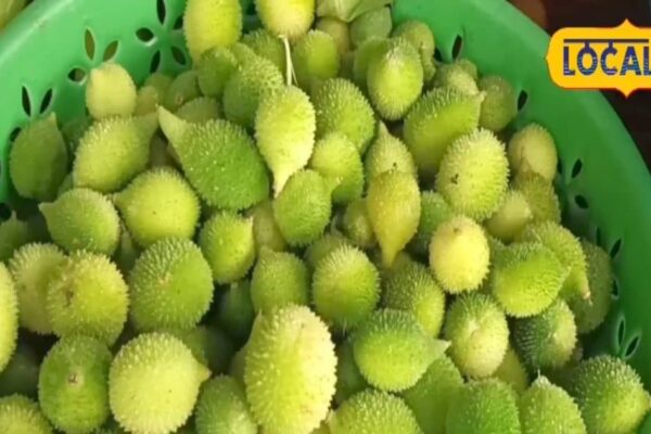 Only 90 days get thorny vegetables, panacea for many diseases, know its benefits