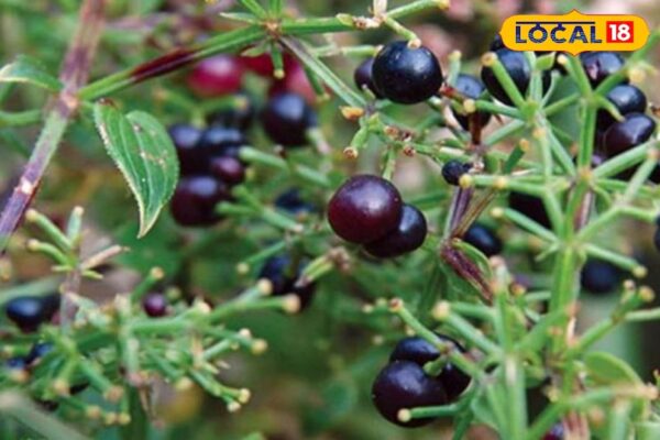 This rare herb of the Himalayas is a panacea for medicines, baldness, leprosy of many diseases, also benefits in these diseases!