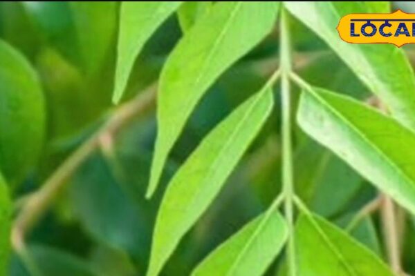 Chew on an empty stomach every morning, 7-8 curry leaves, diseases will run by pressing the tail, scientists also consider its miraculous benefits