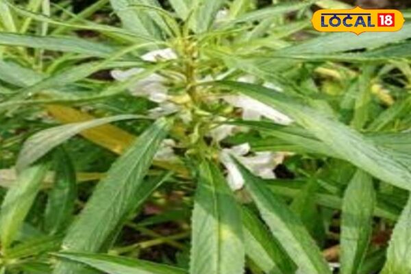 This plant is very miraculous, will treat every disease from the root, it will look immediately