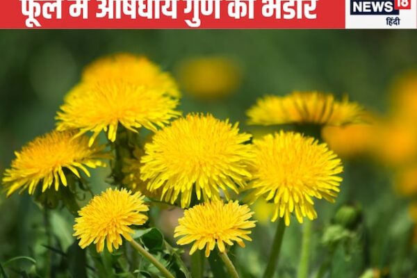 This thorny plant with beautiful yellow flowers is found in the plant for Sanjeevani, liver and kidney diseases, no less than nectar, know what it is