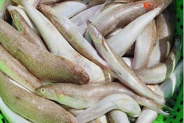 Fish Benefits: This special fish keeps safe from heart diseases by protecting paralysis than medicine