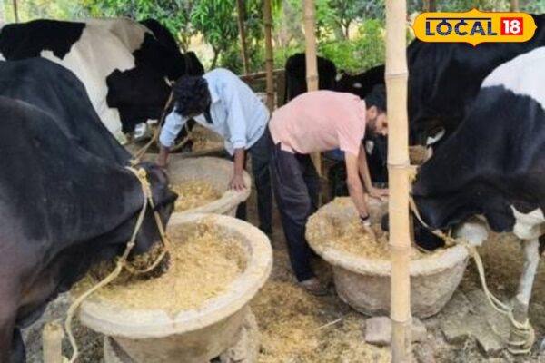 Attention This dangerous disease reaches women from cow, then it will be difficult to become a mother! If you are in the house, get this vaccine immediately – Jharkhand News