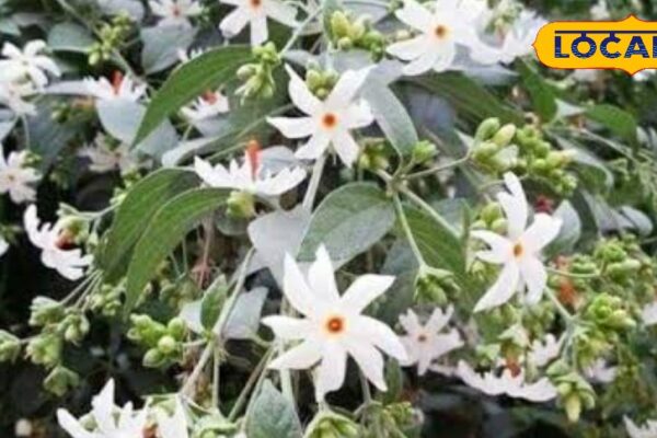 Not a plant, this nectar … expert in avoiding unbearable diseases, pain reliever also faded – Uttar Pradesh News