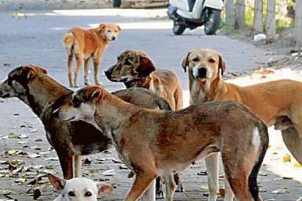 Father, how expensive the sterilization of dogs will be? Surgery, care will be torn after knowing the expenses of care, what is the sterilization cost of Delhi Stray Dogs