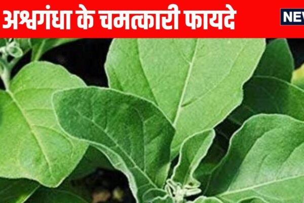 Benefits of Ashwagandha: Ashwagandha is a medicinal herb, learn benefits