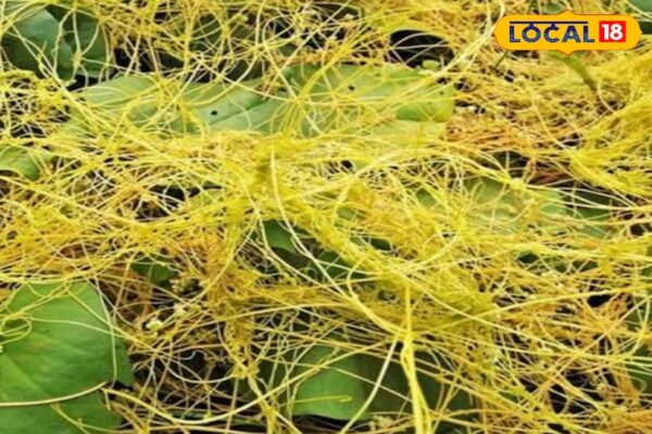 The whole chic weights spread on the trees, when there were neither doctors, nor hospital … Since then the companion of happiness and sorrow – uttar pradesh news