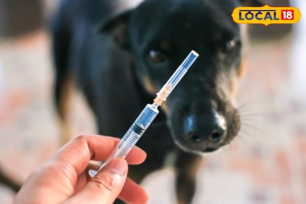 Not only rabies, dogs are also in danger from these 10 diseases, learn from experts to protect them – Rajasthan News