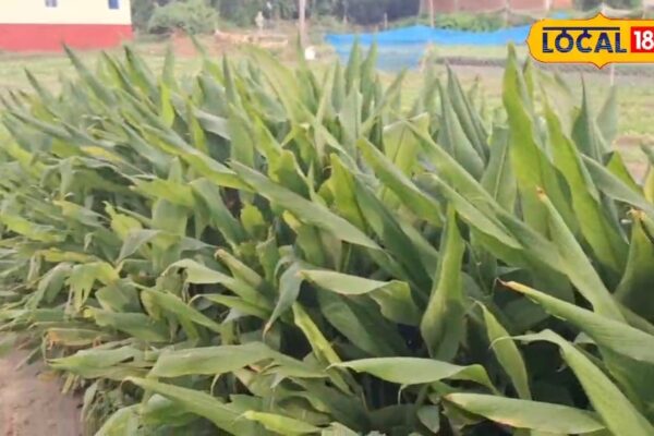 Pour it in milk or apply it on the wound… Easy to grow in every house, sell it even easier